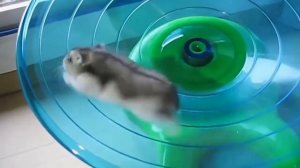 Тарелка беговая для хомячков | [видео обзор]