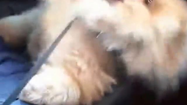 Запрет съёмки Минск.Электричка Минск-Молодечно.Часть 1 смотреть онлайн