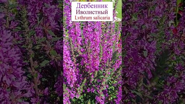 Дербенник иволистный (Lythrum salicaria).?