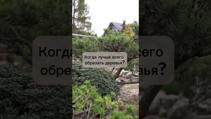 Когда лучше всего обрезать деревья? #бонсай #bonsai #ниваки #сад #андрейдарусенков #обрезкадеревьев