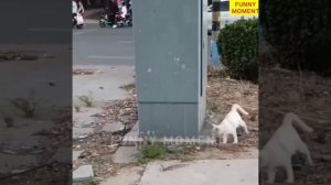 Забавные животные Топ-50 вирусных видео Часть-1, Смешные собаки, Кошки, Домашние животные И вирусные