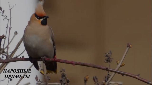 Приметы 25 февраля Как растолковать сон. Как увидеть будущее на картах. смотреть онлайн