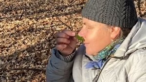 За кружевом ветвей