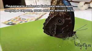Как кормить бабочек и ухаживать за ними