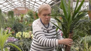 Юкка. Как выращивать, черенковать и мн.др.