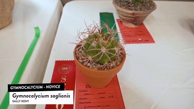 Cactus Id: Gymnocalycium mihanovichii, gymnocalycium saglionis - gymnocalycium Cactus gymnocalycium смотреть онлайн