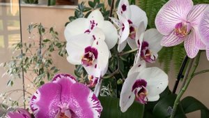 Самые крупные сорта орхидей в моей коллекции !?????