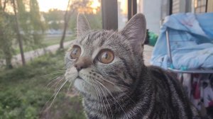 кошка чирикает на птиц