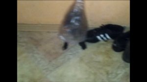 Кот задом наперед