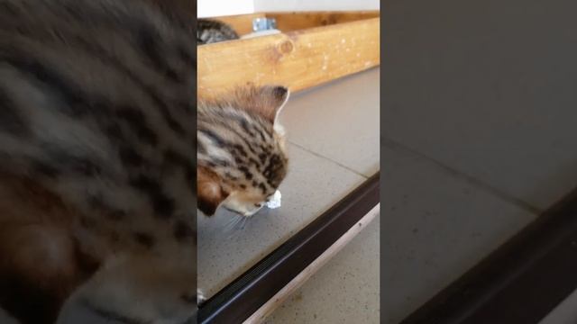 Бенгальские котята. Первая еда. #bengalcat