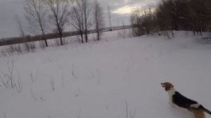 Охота с Русской пегой гончей # 35