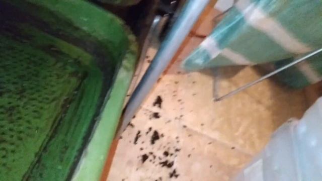 Vermicompost Harvest #14 - Hungry Bin - Red Wiggler Worm Compost 05.04.20 смотреть онлайн