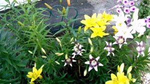 Выращивание Лилий на Урале без подкормок и полива. Уход, размножение и агротехника.