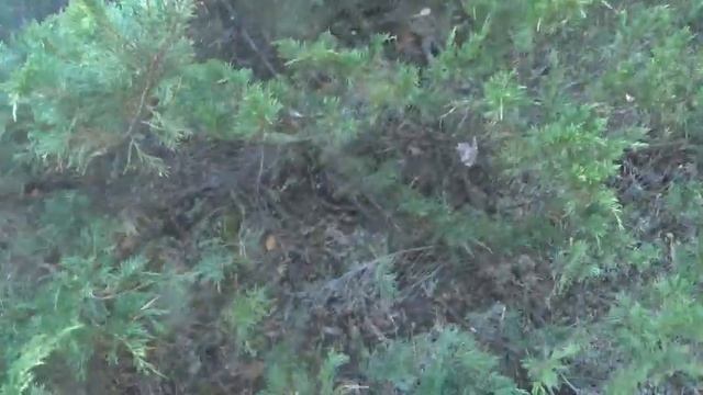 ПОХОД ЗА ГРИБАМИ В ЛЕС ГРИБЫ 2022 ОСЕННИЕ ГРИБЫ В ОКТЯБРЕ 2022 БЕЛЫЕ ГРИБЫ МАСЛЯТА РЫЖИКИ ЗЕЛЕНУШКИ смотреть онлайн