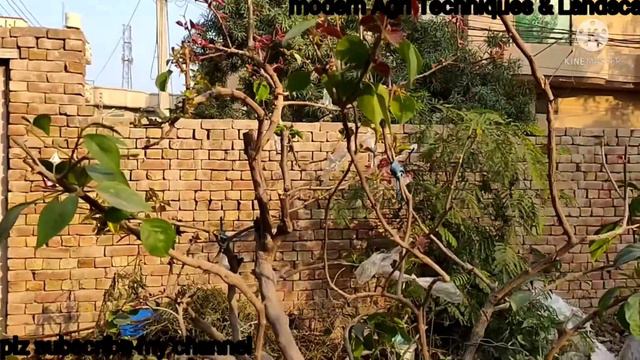 pruning Training of a multicolour grafted Bougainvillea| Modern Agri Techniques. смотреть онлайн
