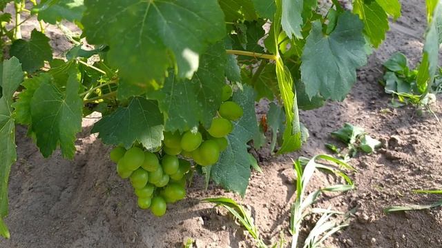 Виноград. Каталония активно окрашивается. Кто из двухлеток дал первую сигналку. смотреть онлайн