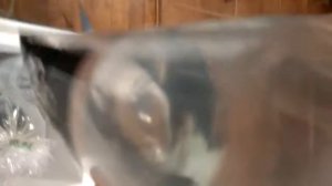 Распаковка морских животных .