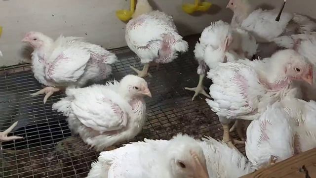 Все мои тонкости выращивания бройлеров зимой. Отличный вес в 20 дней!!! смотреть онлайн