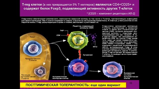 Дубынин В. А. - Физиология иммунитета - Аутоиммунитет и онкология