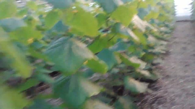 Полив огурца. Как опредилить когда поливать?? #огурцывтеплице #subscribe #землядел