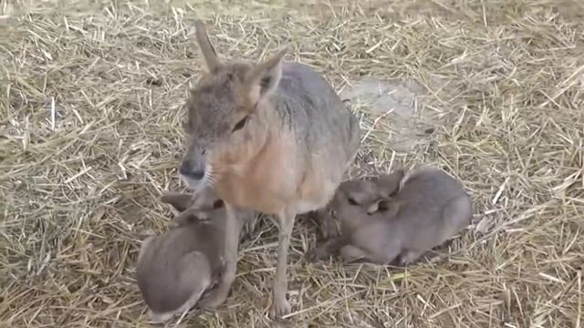 Патагонская Мара. Зоопарк Сафари смотреть онлайн