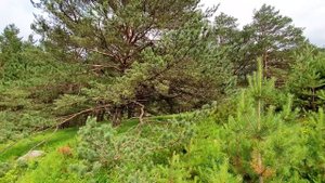 Шишечки-иголочки