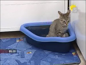 Как выбрать туалет для Вашей кошки ?