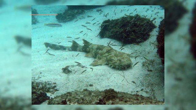 Top 7 RAREST MARINE Animals in the World 🦑 смотреть онлайн