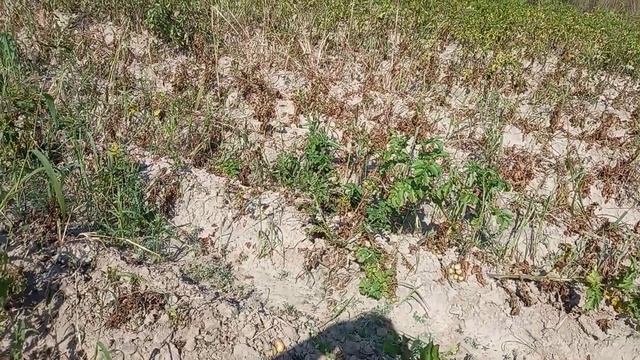 25августа. Копаем картофель сорт Беллароза, посаженный 7июня. Информация по рассылке. смотреть онлайн