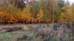 Выход мяса у быков. Итоги откорма. Герефорды! Есть ли смысл?