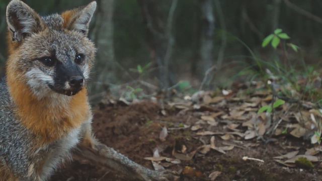 Глобал кредит "Звонок в ответку на робота" смотреть онлайн
