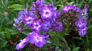 Флокс метельчатый  Фатима (Phlox paniculata Fatima).  ГБС АН СССР.