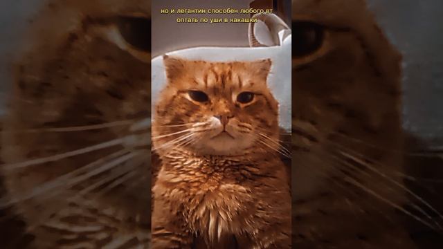 #Приколы#Кот#Собака#Юмор#Улетноевидио #Смехдослез
#Prikoly#Kot#Sobaka#Yumor#Uletnoyevidio #Smekhdosl