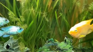 рыба попугай аквариумная  красная рыбка