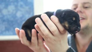 ЩЕНОК КОТОРОГО НИ КТО НЕ ЖДАЛ. НЕМЕЦКАЯ ОВЧАРКА