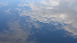 Поплавок из рогоза. Выживание. Old school.