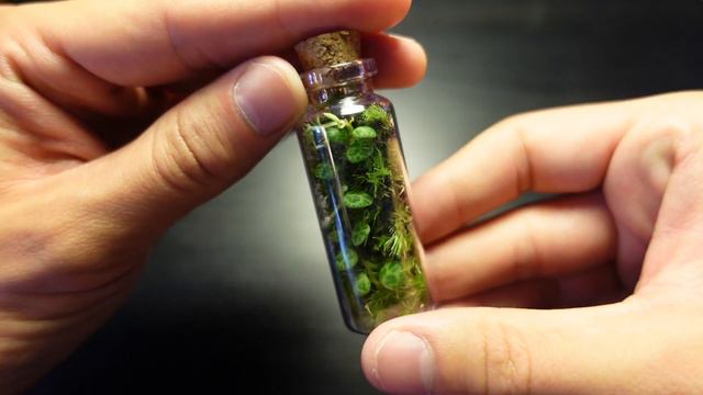 Doing This Will VASTLY Improve Your Terrariums! (Plant Hack) смотреть онлайн