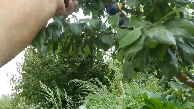 Алыча крупноплодная Коктебелька
