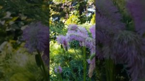 Кровохлебка  Pink Brushes