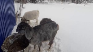 Выкидыш у козы на 2 мес.