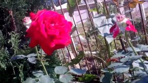 Роза чайно-гибридная Гранд Амор (Rosa tea hybrid Grande Amore)
