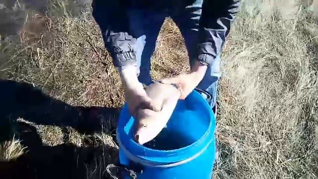 частный пруд.запускаем толстолоба. смотреть онлайн