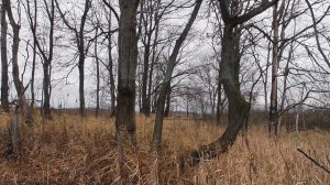 Навашинский заказник