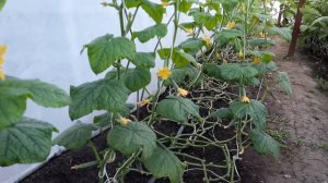 15 июля 2020 г. Огурцы ...Что делать ?...Если и холод,и не солнечно ,и перепады температуры.