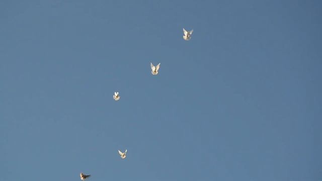 БК Торцовые голуби Регулярного В И декабрь 2019 смотреть онлайн