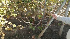 ПОЧЕМУ Побеги - вертикально на шпалере? 'Обрезка' винограда осенью.