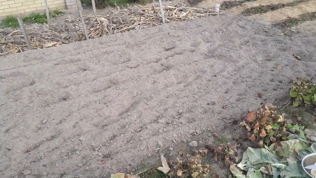 Что нужно сделать с розами осенью ? Готовлю обед , эксперимент с цветной капустой... смотреть онлайн