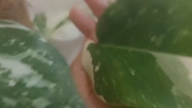 Отличия монстер Тайское созвездие и Альба