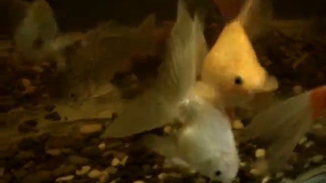 Аквариум в Алуште смотреть онлайн