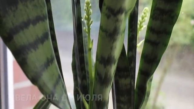 ЦВЕТЕНИЕ МОЕЙ СЕНСИВИЕРИИ ?ЦВЕТЕНИЕ "#ЩУЧИЙ_ХВОСТ" ? ЦВЕТЕНИЕ "#ТЁЩИН_ЯЗЫК" #КАКТУС #oldenburg_ru#9 смотреть онлайн